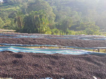 Ethiopia - Muje Mesina